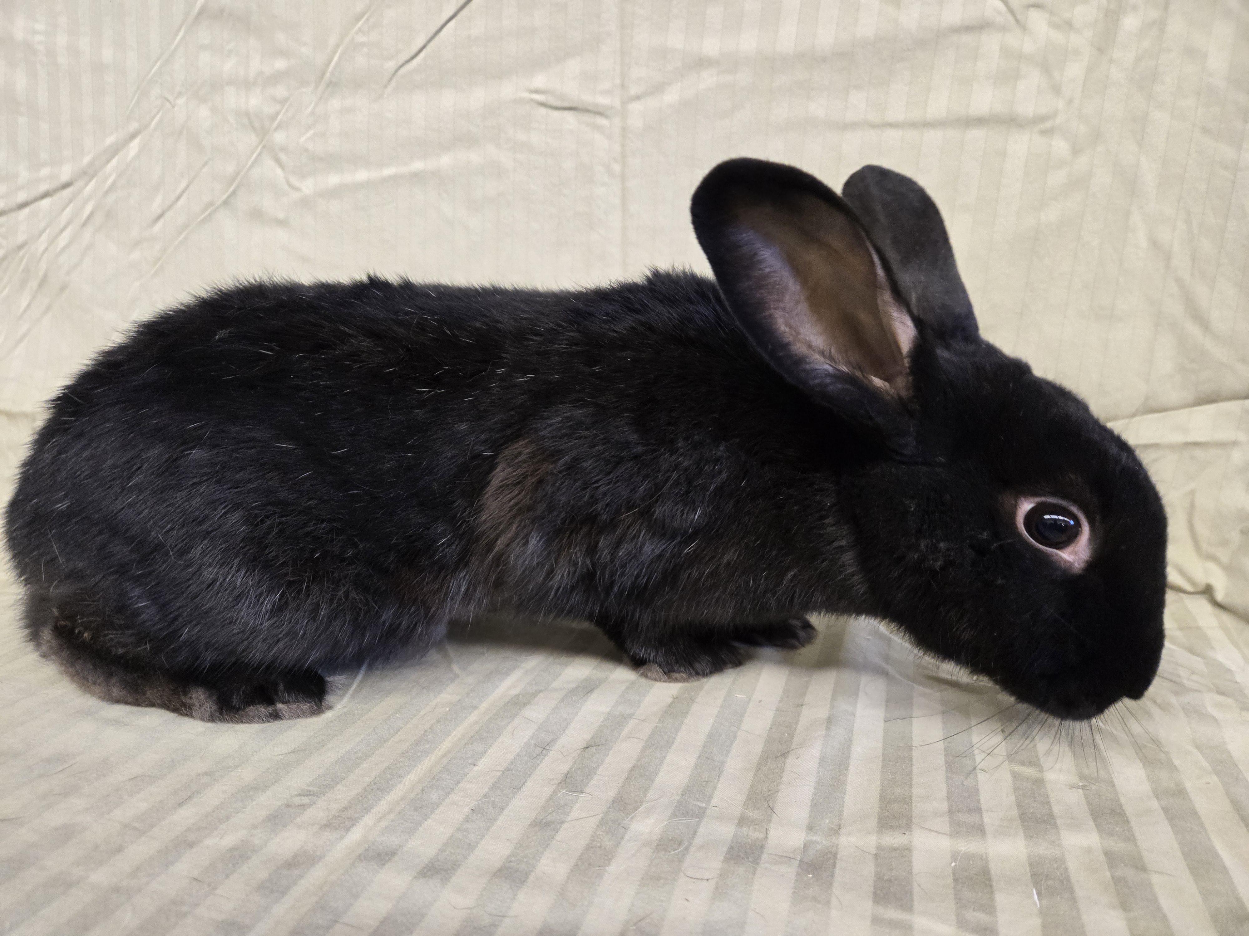 Joanie, a Adoptable mixed breed in Deerfield, WI image 4/5