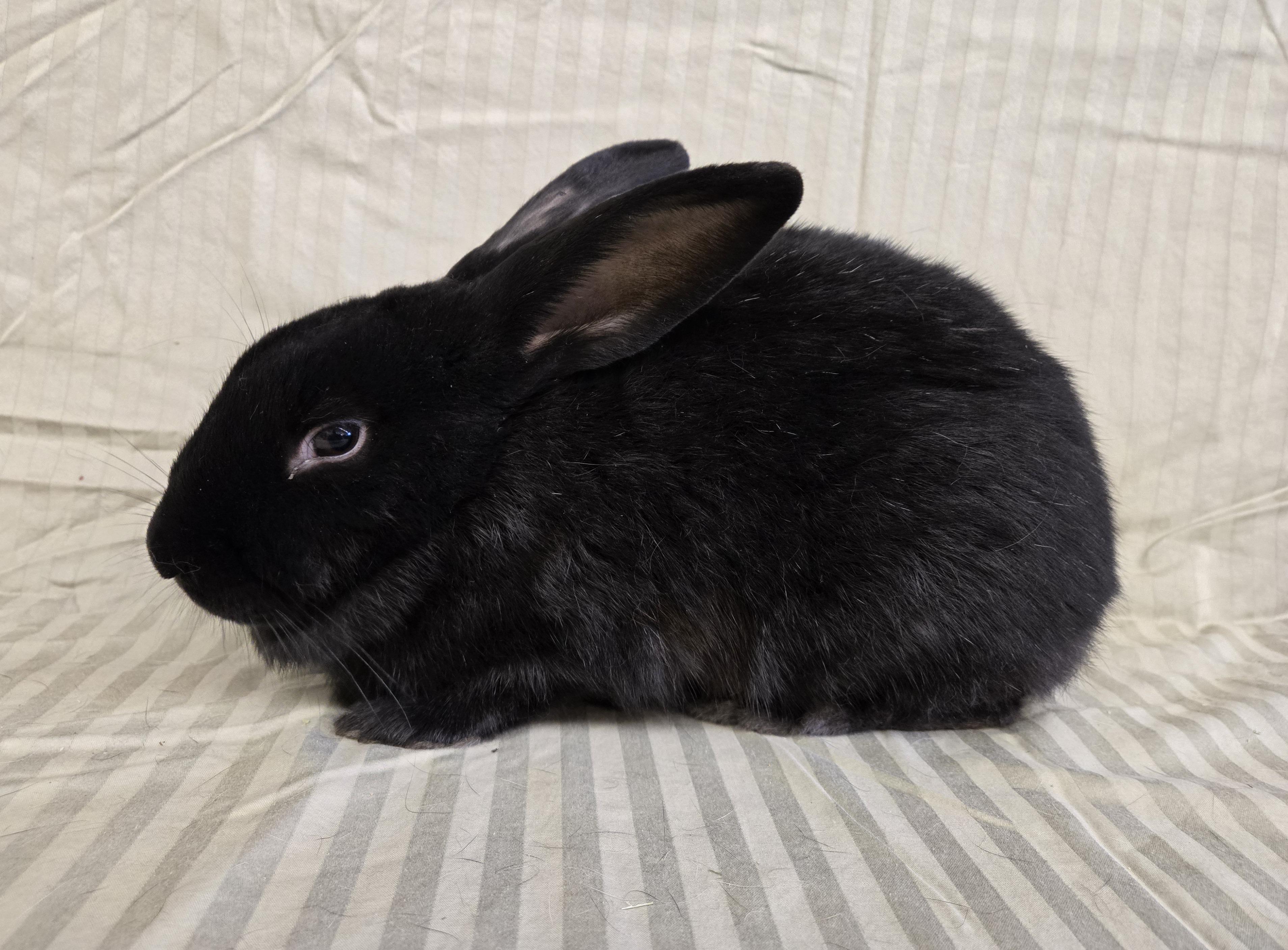 Joanie, a Adoptable mixed breed in Deerfield, WI image 5/5