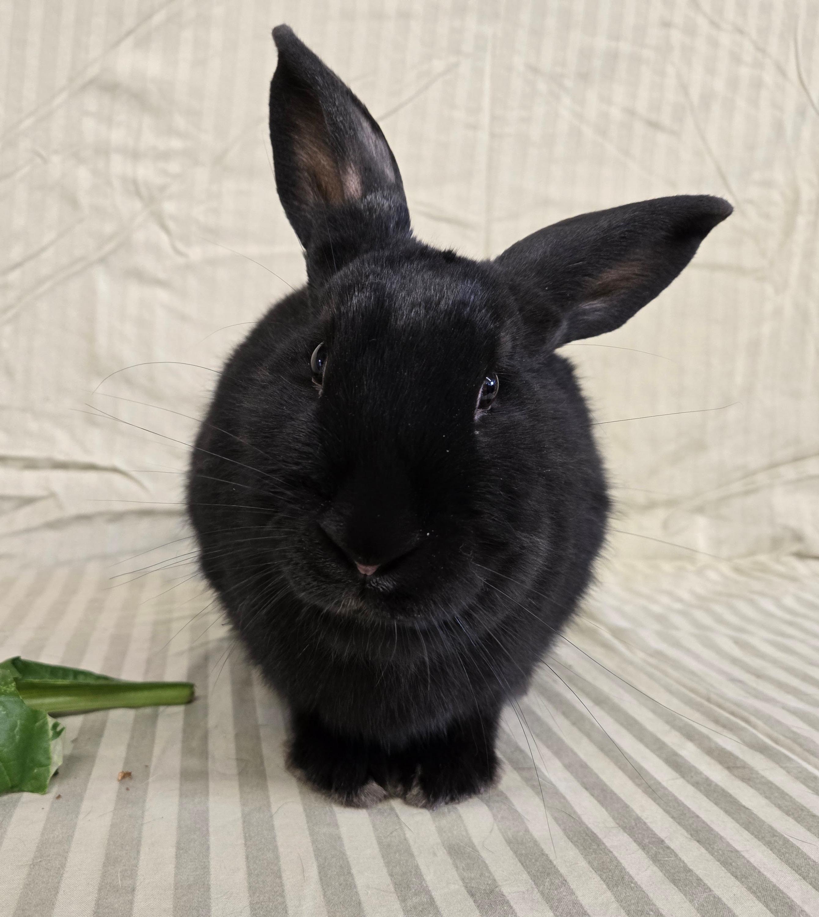 Joanie, Adoptable, Adult Female Bunny Rabbit.