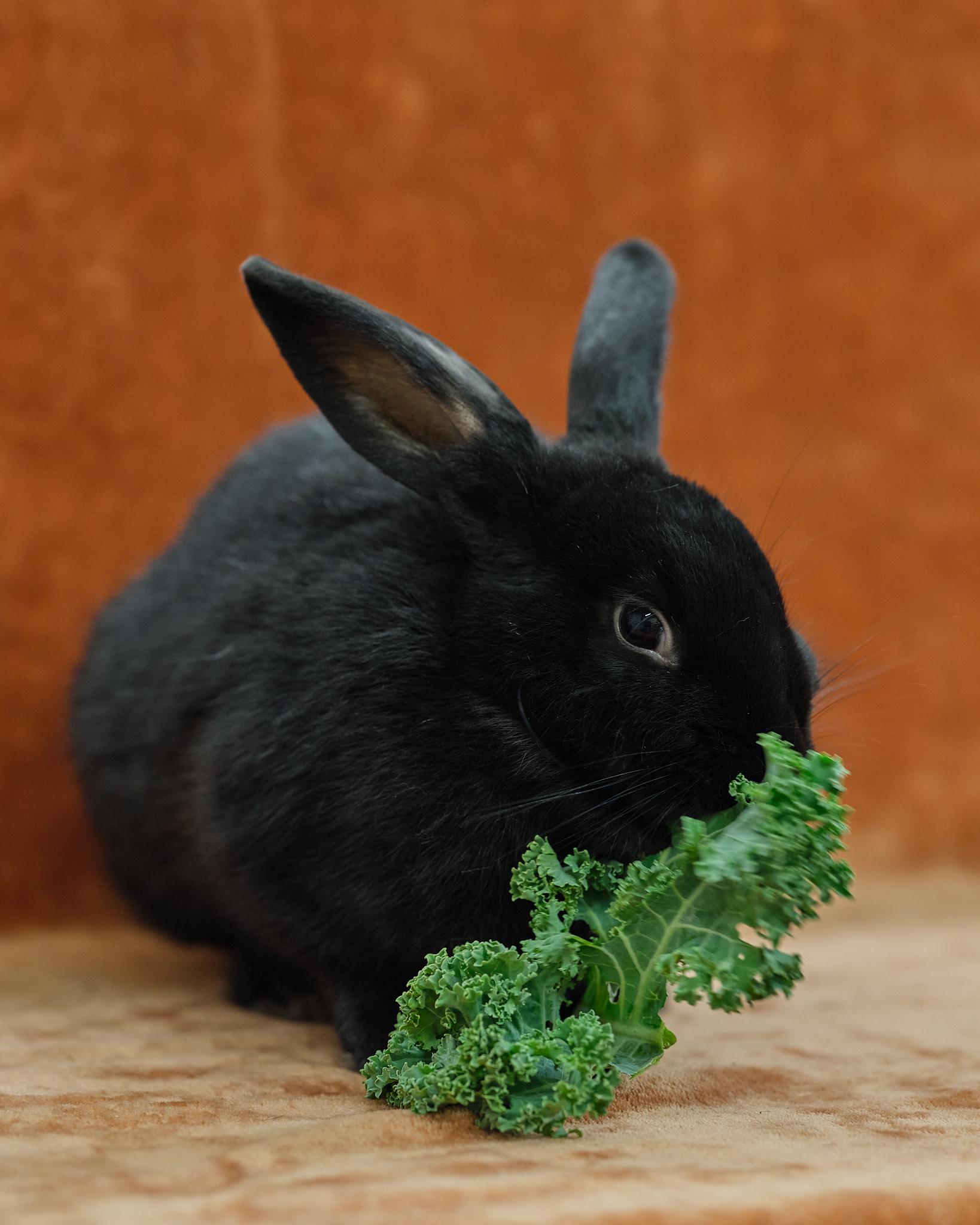 Joanie, a Adoptable mixed breed in Deerfield, WI image 2/5