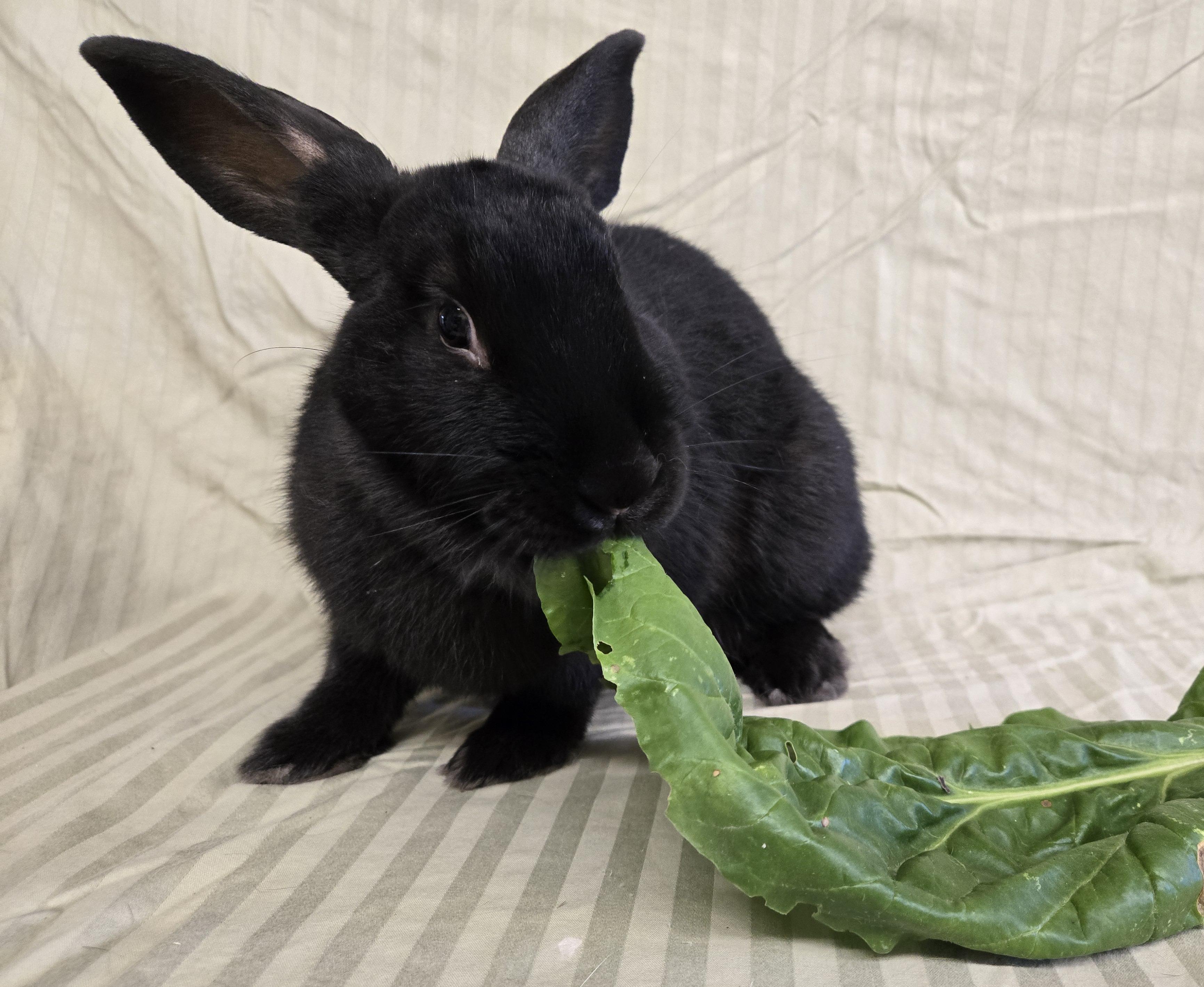 Joanie, a Adoptable mixed breed in Deerfield, WI image 3/5