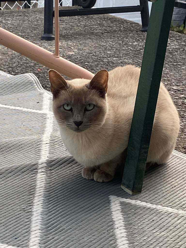 Enlarge Nefertiti, a Adoptable Siamese in Verdun, QC image 1/1