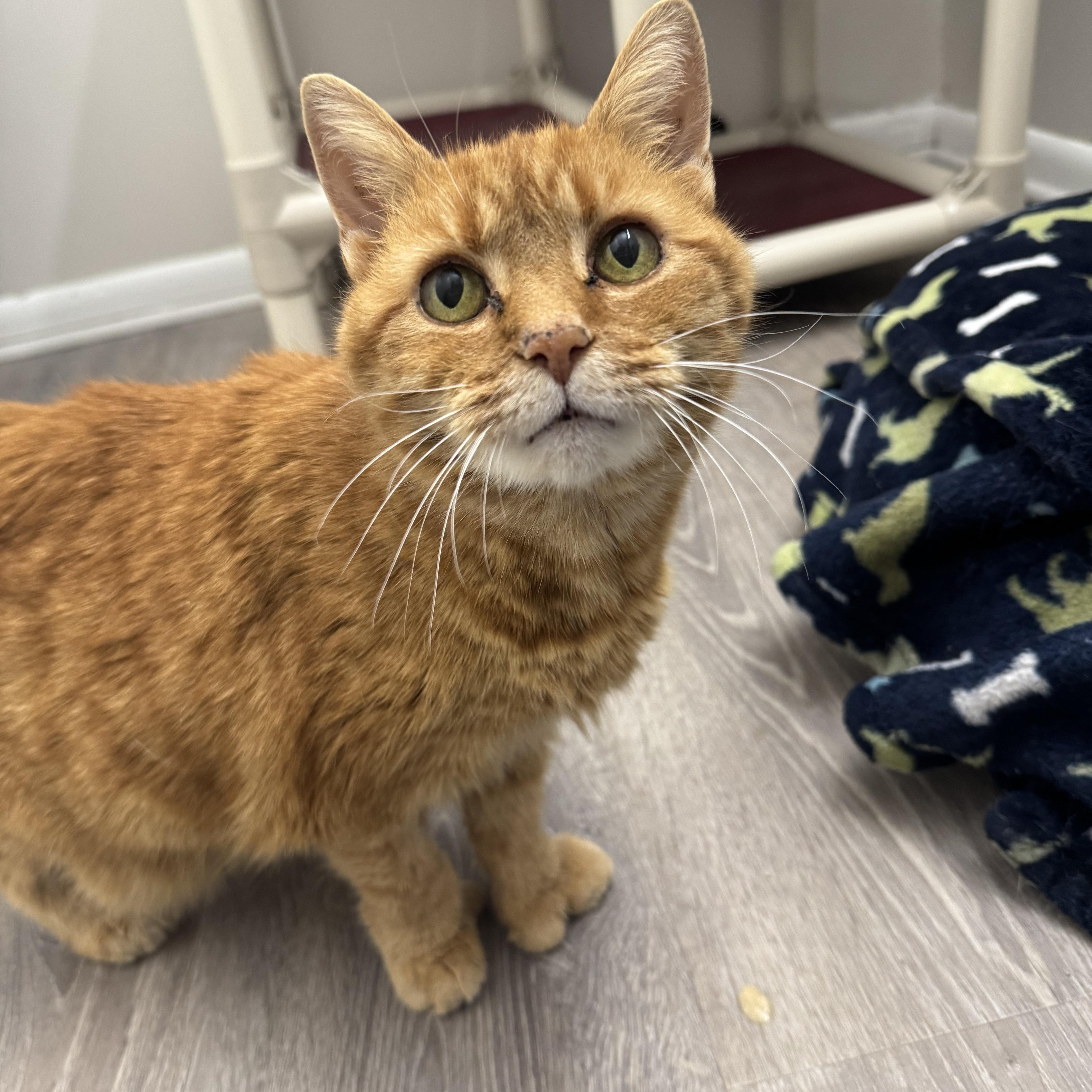 Enlarge Thumbs , an adopted Domestic Short Hair in Salem, OH image 1/1