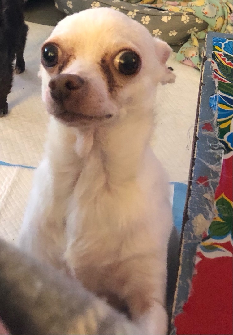 Chayla, Adoptable, Adult Female Chihuahua.