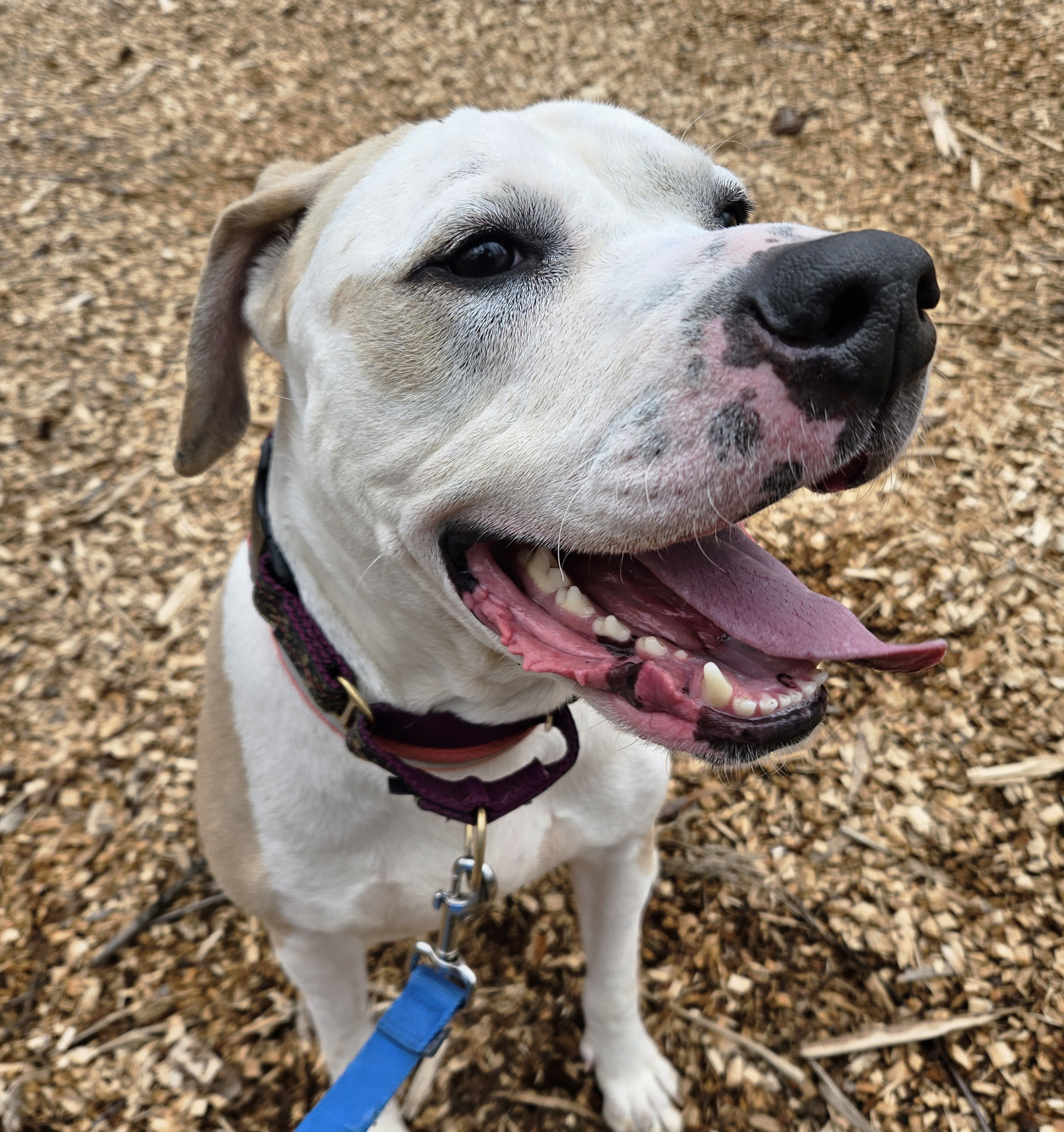 Basil, an adoptable Coonhound, American Staffordshire Terrier in Willimantic, CT, 06226 | Photo Image 5