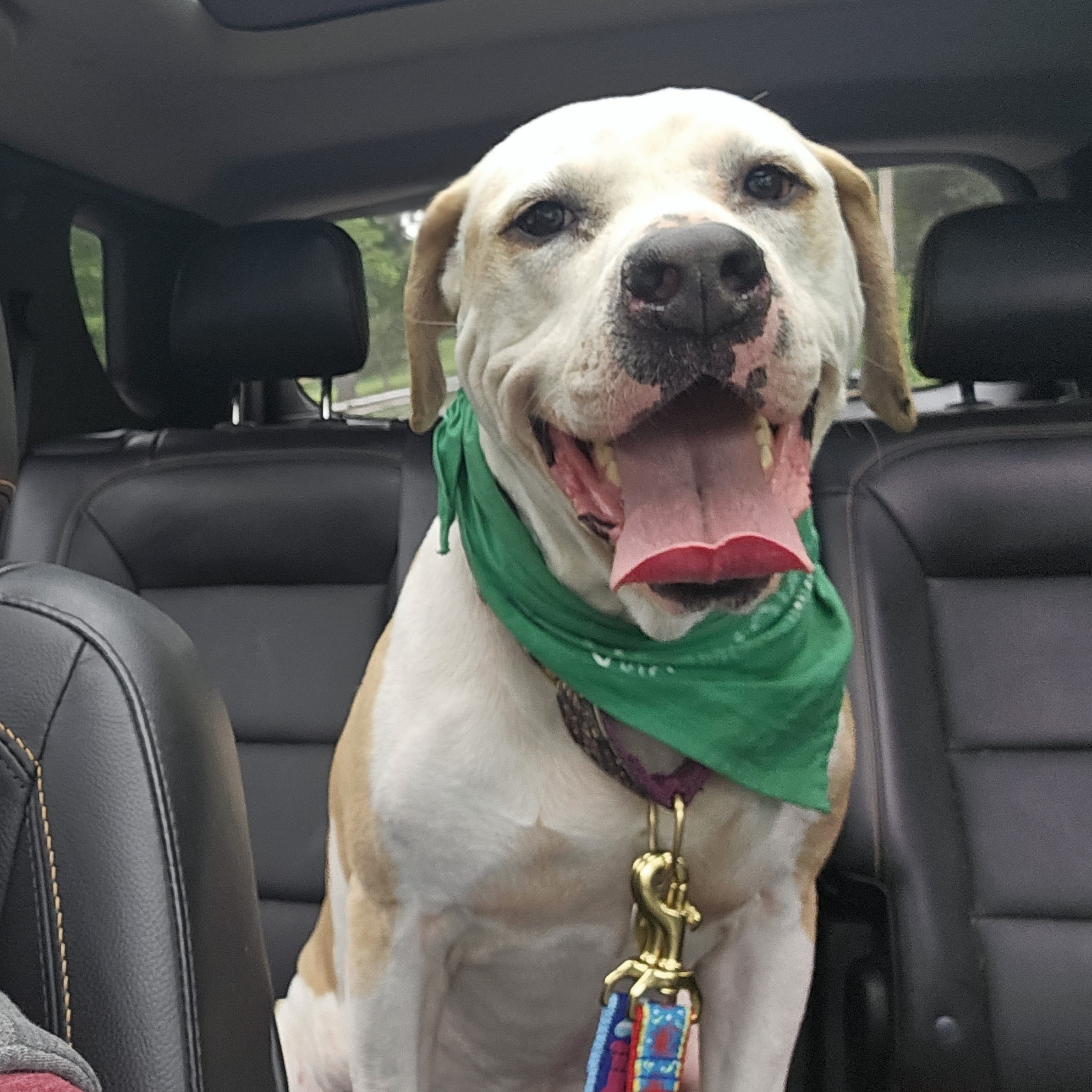 Basil, an adoptable Coonhound, American Staffordshire Terrier in Willimantic, CT, 06226 | Photo Image 6