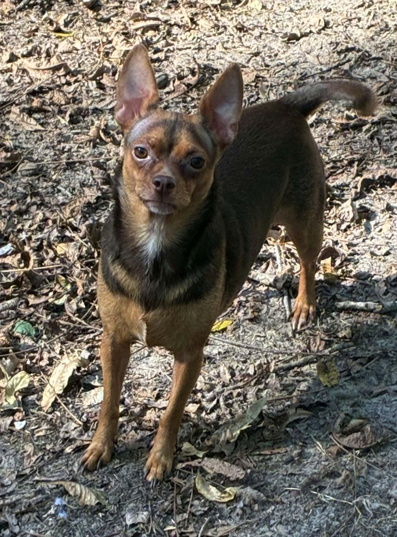 Enlarge Peanut, a Adoptable Chihuahua in Texarkana, TX image 3/3
