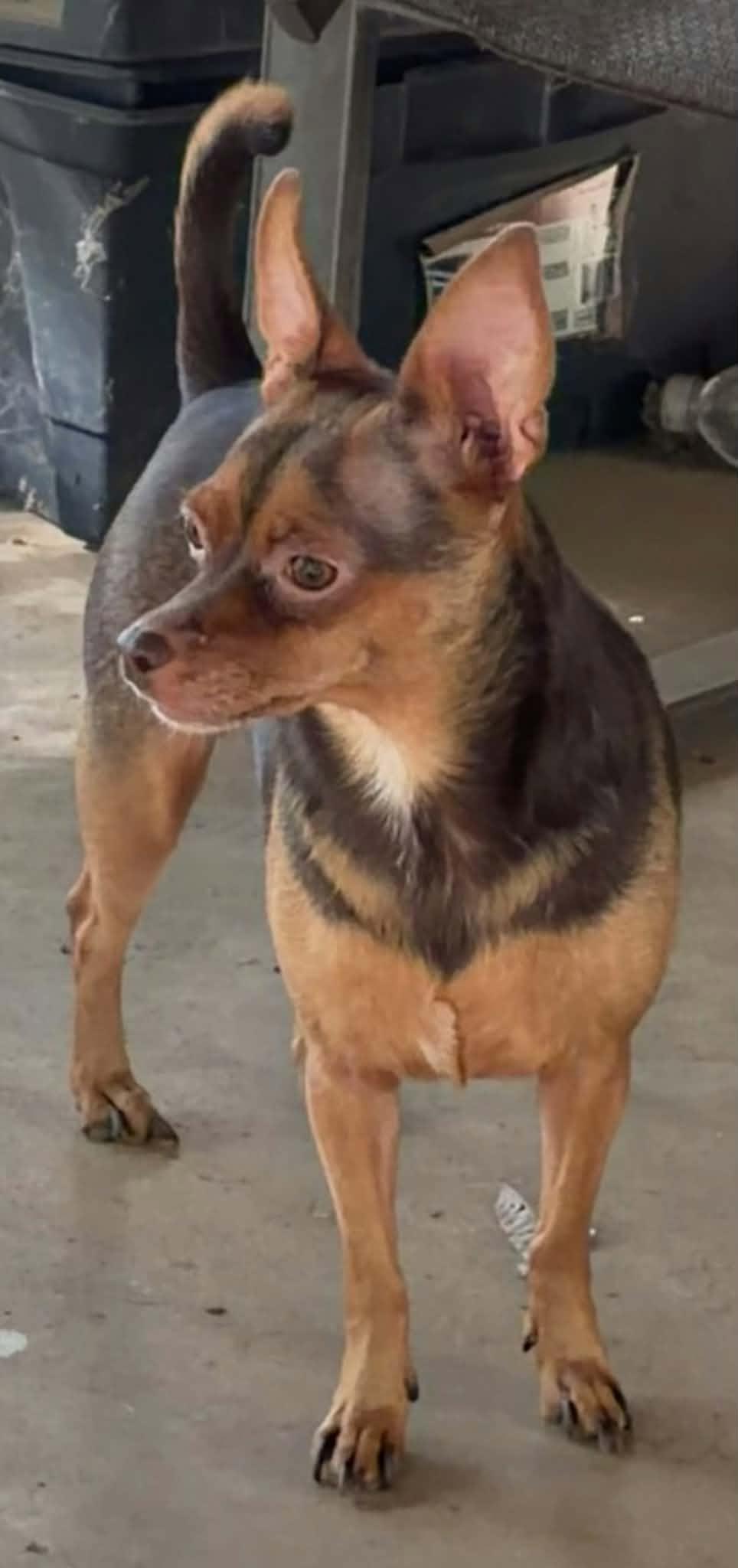 Enlarge Peanut, a Adoptable Chihuahua in Texarkana, TX image 2/3