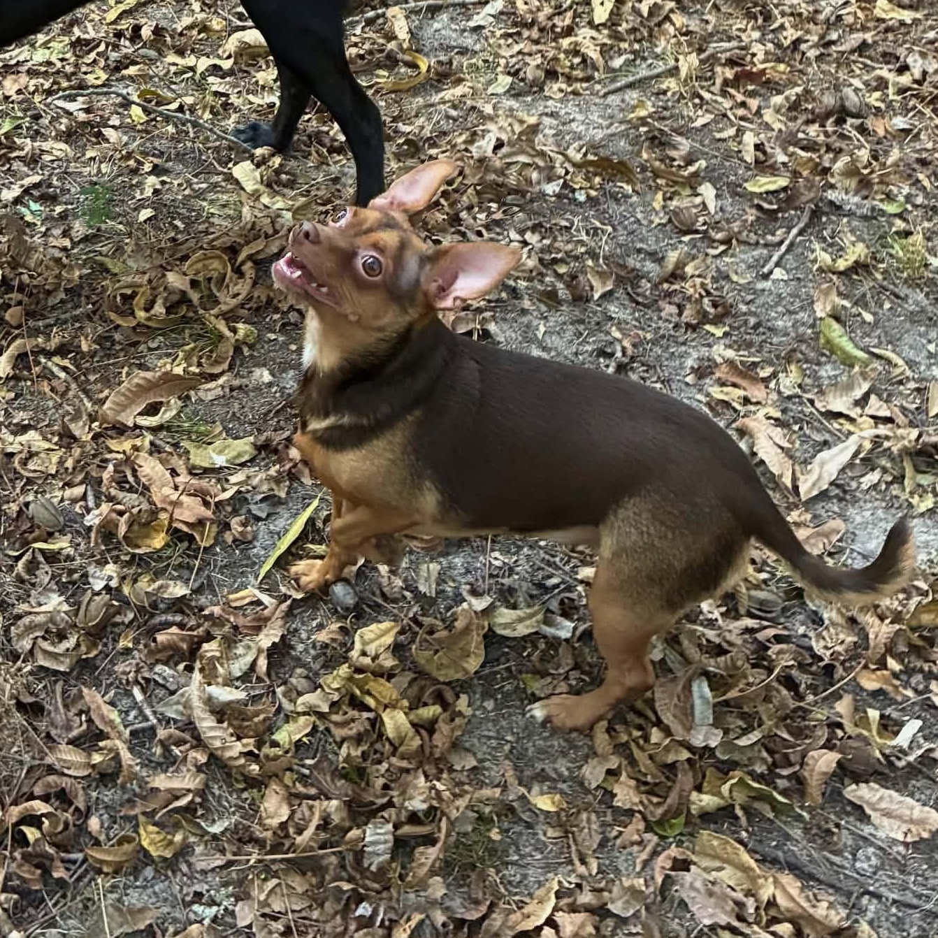 Peanut, Adoptable, Young Female Chihuahua.
