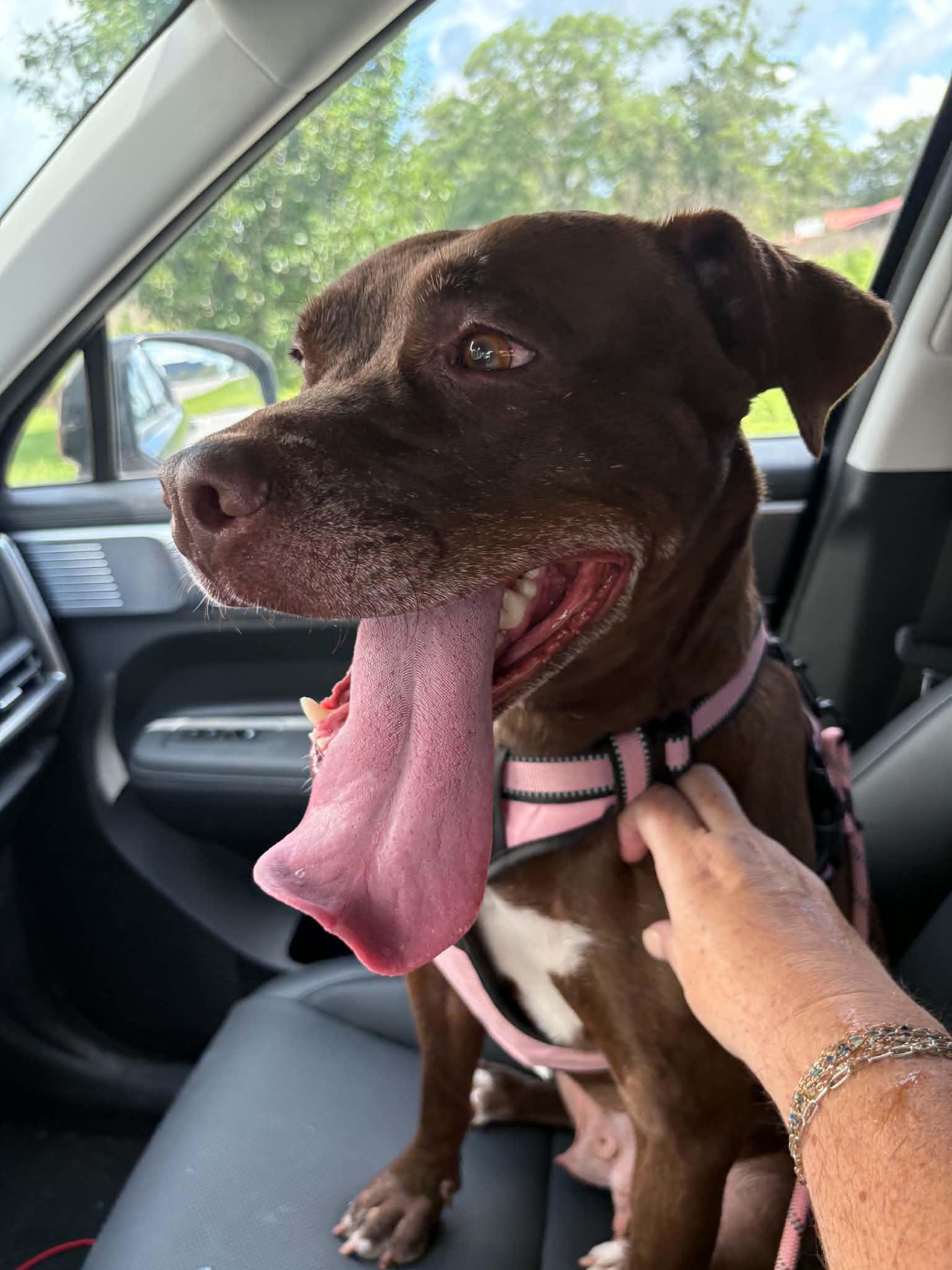 Mocha, ADOPTABLE, Adult Female Chocolate Labrador Retriever & Mixed Breed.