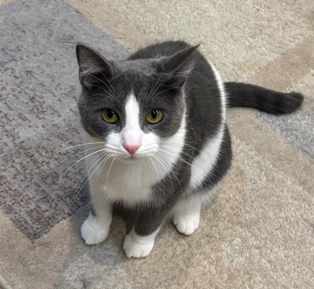 Vee, Adoptable, Young Female Domestic Short Hair.