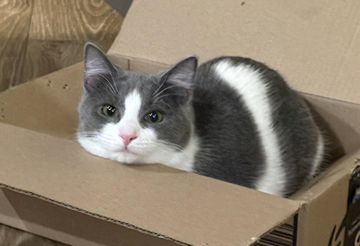 Enlarge Vee, a Adoptable Domestic Short Hair in Leesburg, VA image 2/4