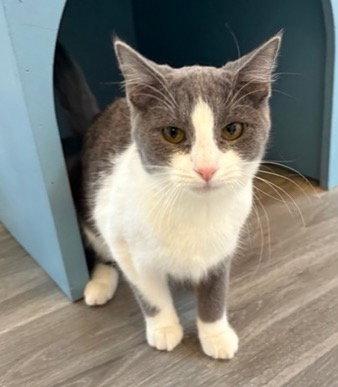 Enlarge Vee, a Adoptable Domestic Short Hair in Leesburg, VA image 3/4