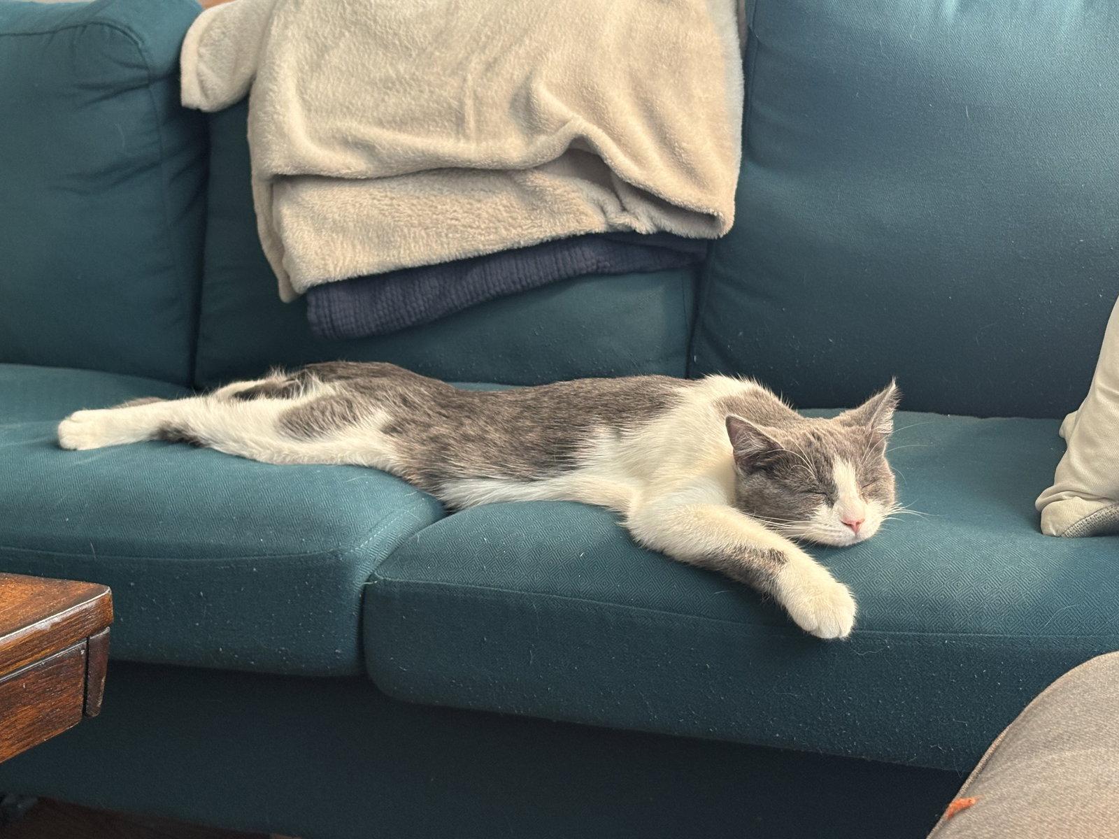 Enlarge Vee, a Adoptable Domestic Short Hair in Reston, VA image 3/3