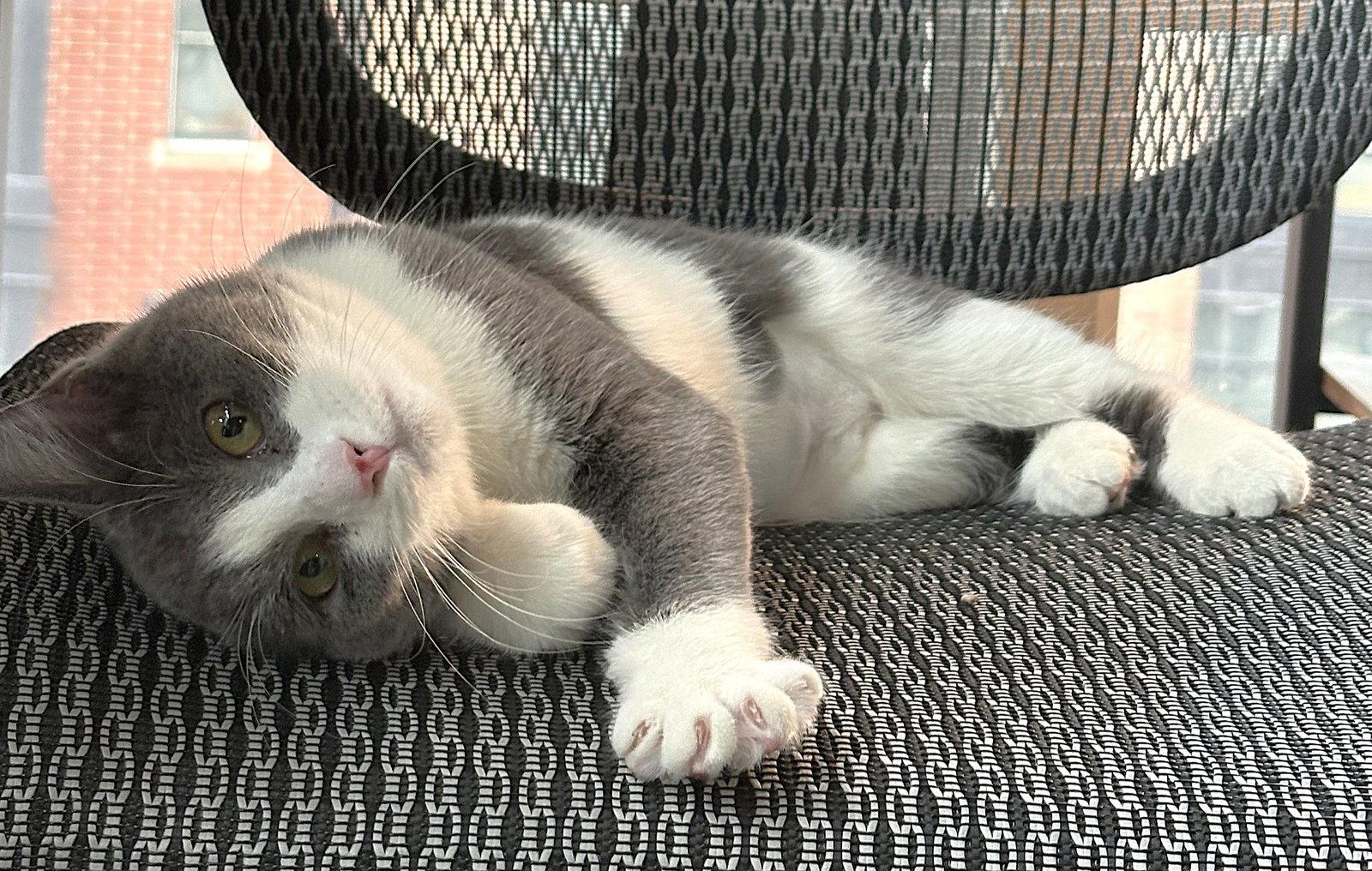 Enlarge Vee, a Adoptable Domestic Short Hair in Leesburg, VA image 4/4