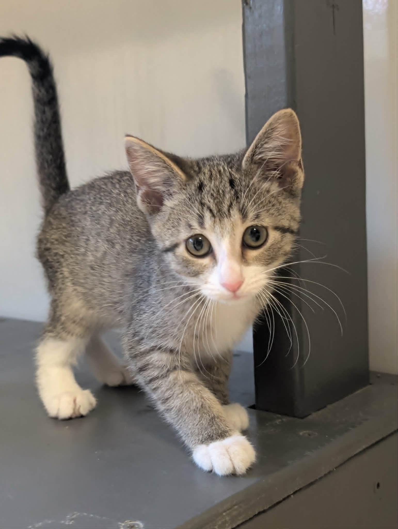 Enlarge Caray, a Adopted Domestic Short Hair in Waupun, WI image 2/4