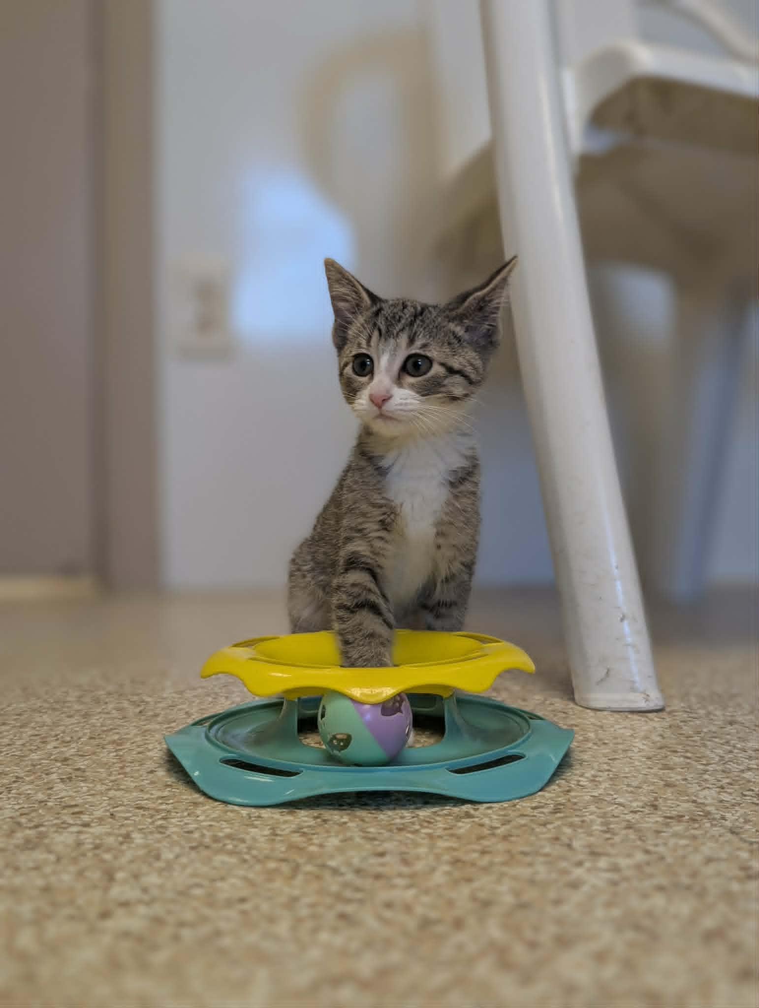 Enlarge Caray, a Adopted Domestic Short Hair in Waupun, WI image 3/4