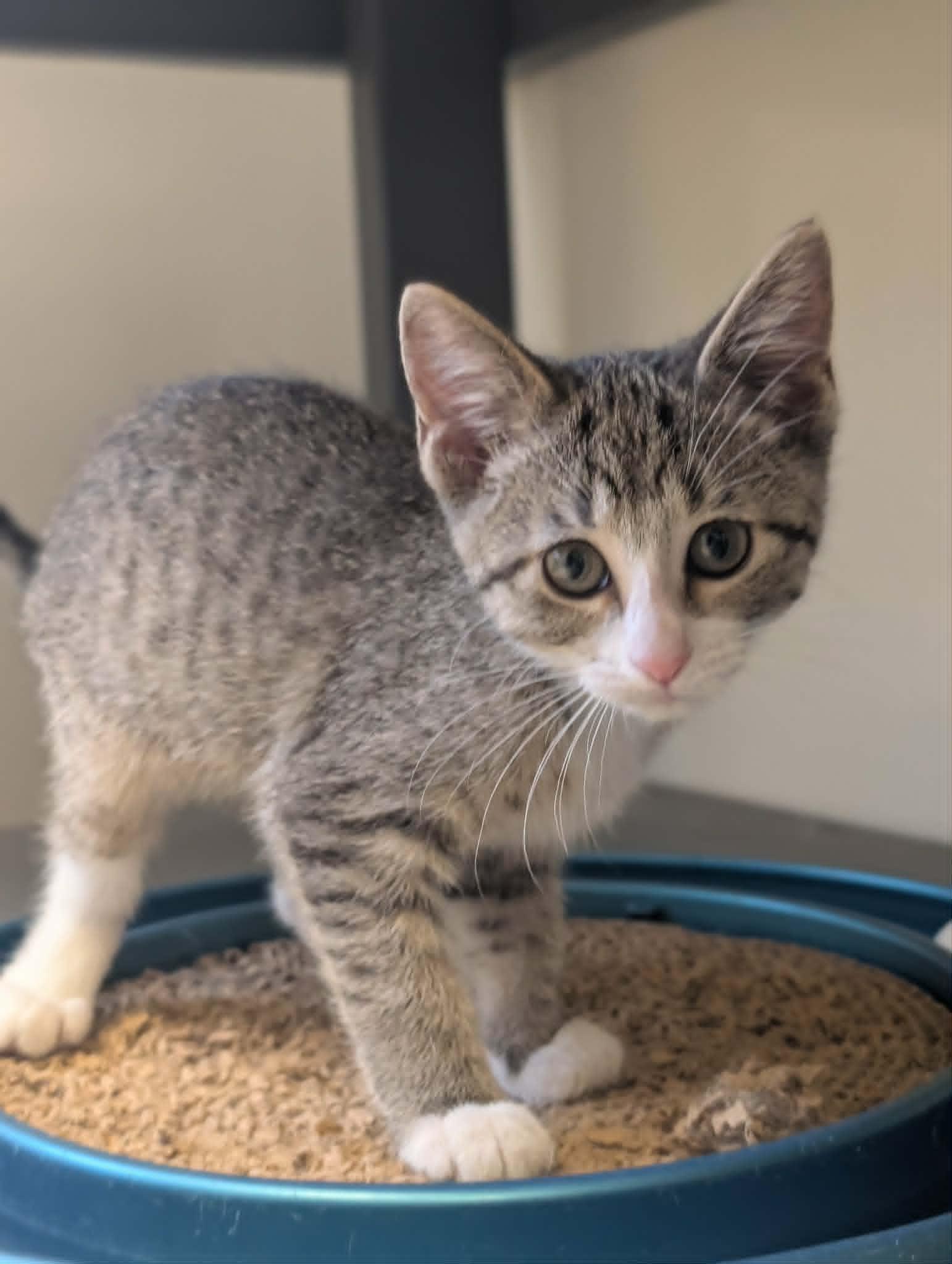 Enlarge Caray, a Adopted Domestic Short Hair in Waupun, WI image 4/4