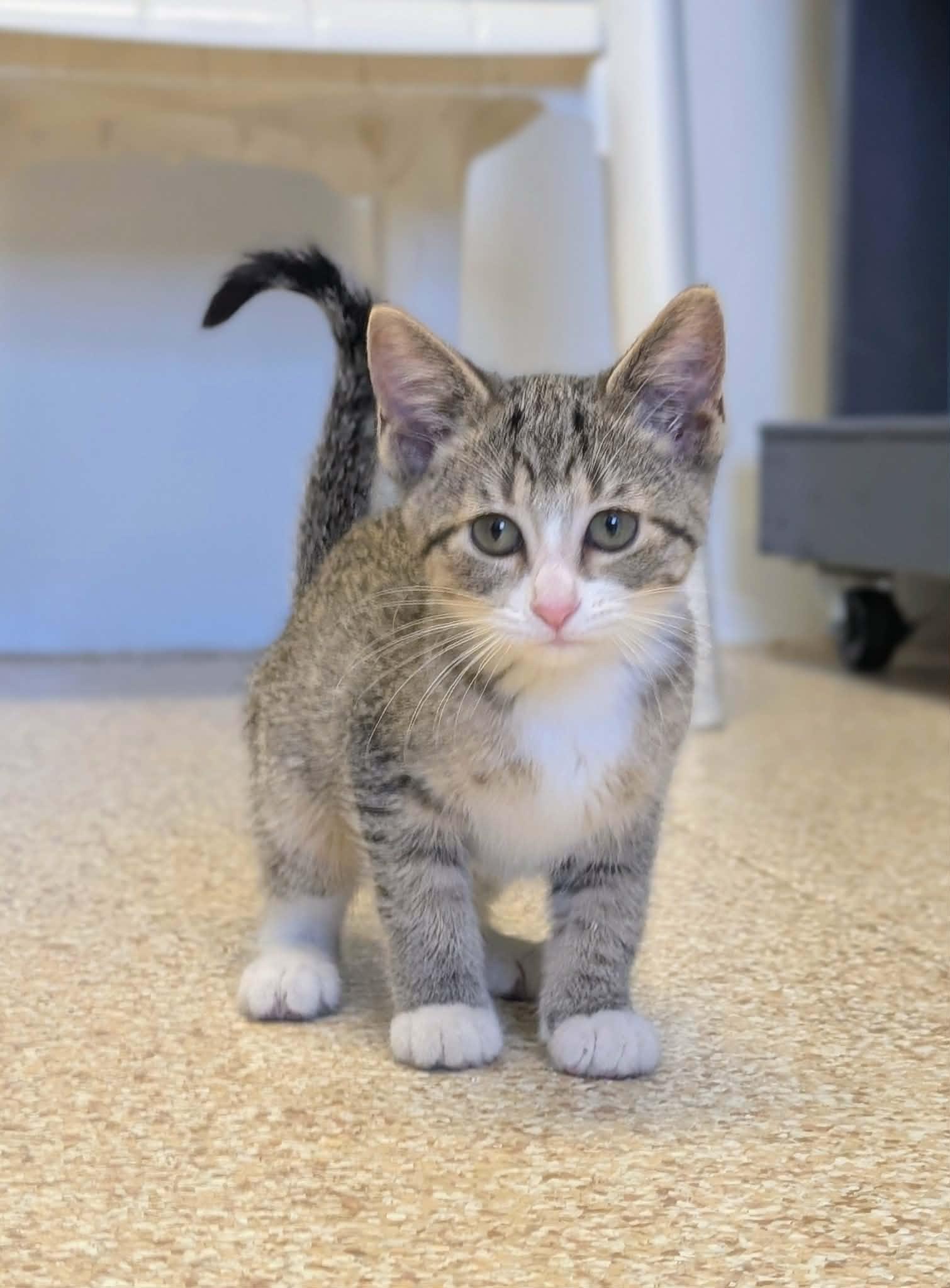 Enlarge Caray, a Adopted Domestic Short Hair in Waupun, WI image 1/4