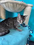 Carmel, Adoptable, Young Female Domestic Short Hair.