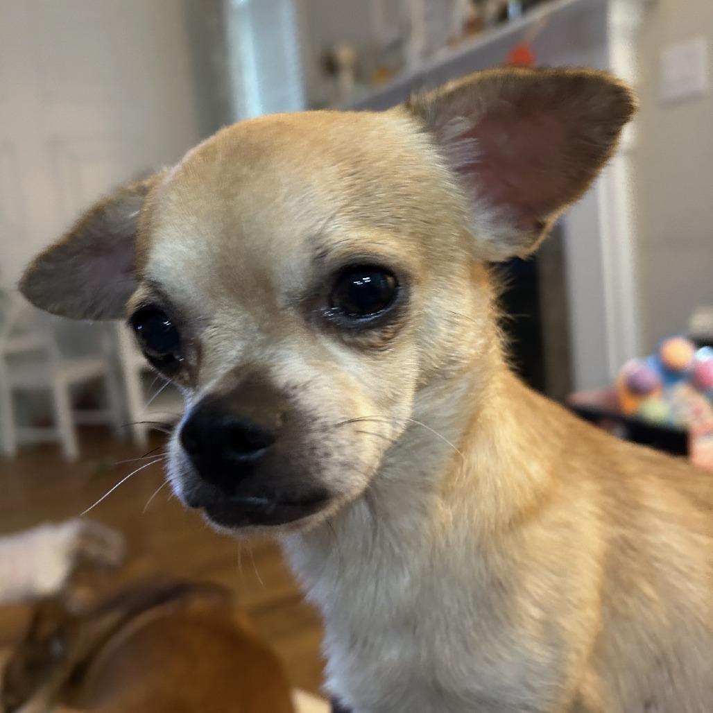 T-Rex, Adoptable, Adult Male Chihuahua.