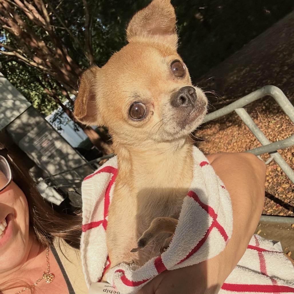 Enlarge T-Rex, a Adoptable Chihuahua in Hillsborough, NC image 2/5