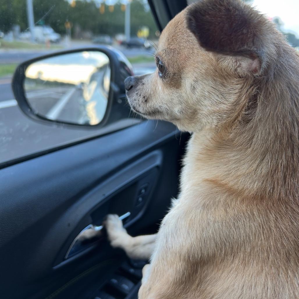 Enlarge T-Rex, a Adoptable Chihuahua in Hillsborough, NC image 3/5