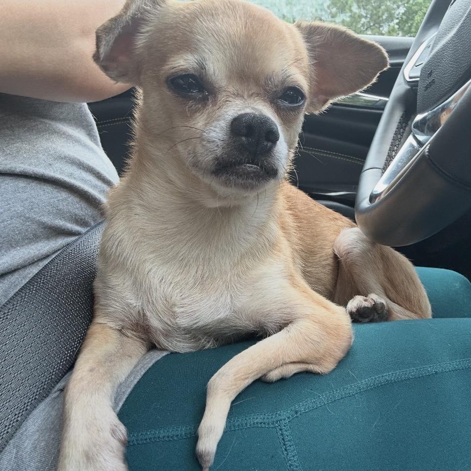 Enlarge T-Rex, a Adoptable Chihuahua in Hillsborough, NC image 4/5
