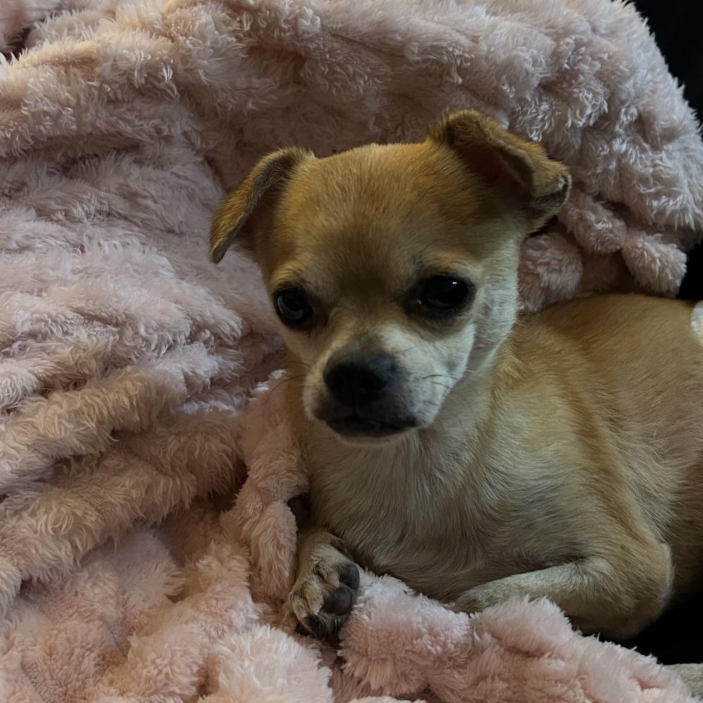Enlarge T-Rex, a Adoptable Chihuahua in Hillsborough, NC image 5/5