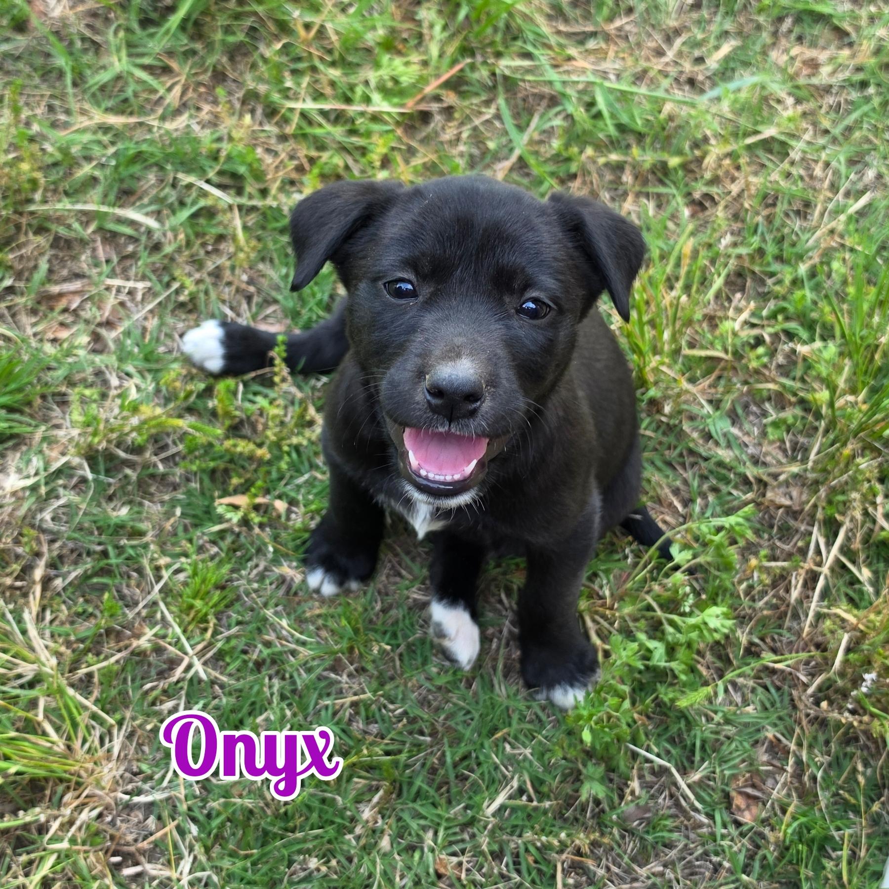 Enlarge Onyx, a ADOPTABLE mixed breed in Blacksburg, SC image 1/1