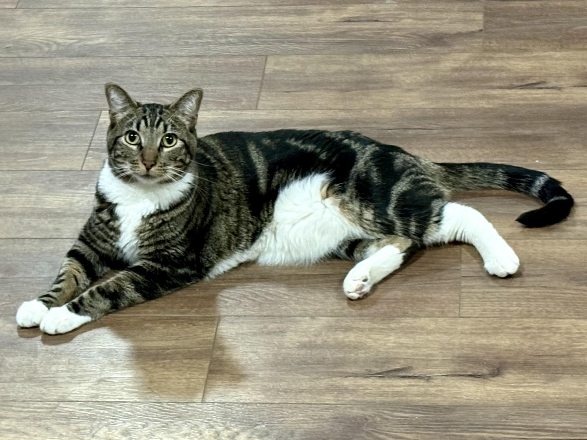 Weston, an adopted Domestic Short Hair in Fort Worth, TX image 2/3
