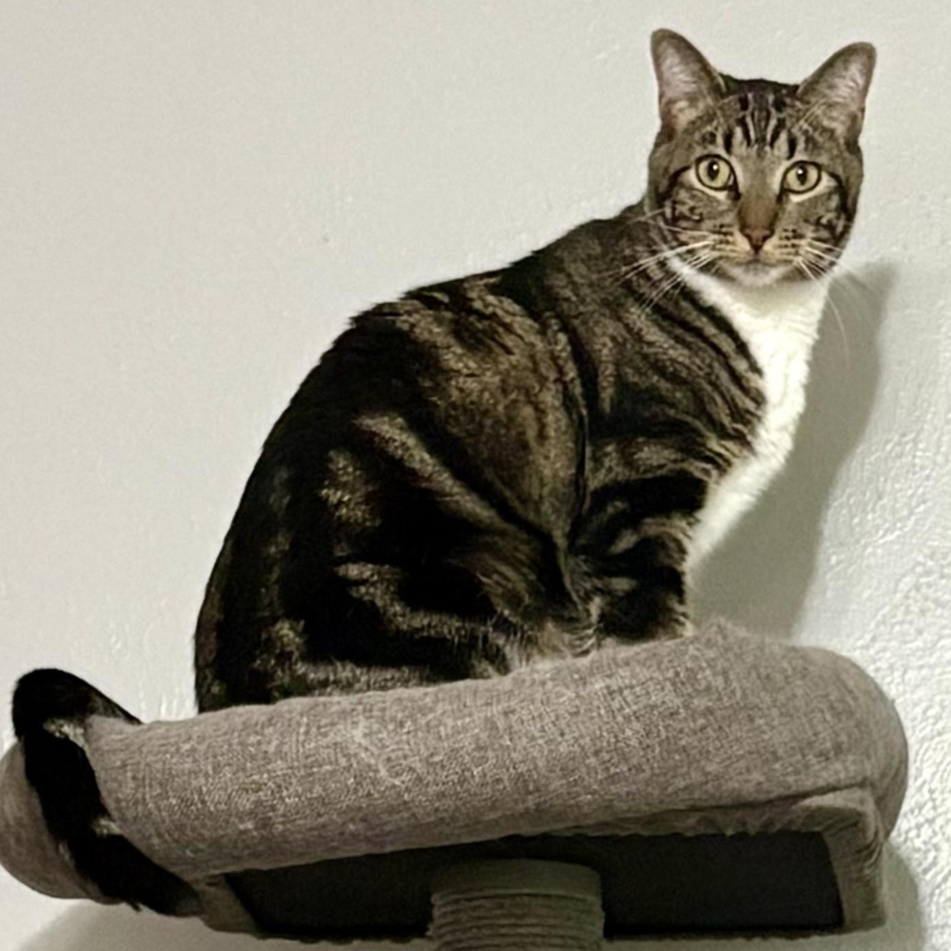 Weston, an adopted Domestic Short Hair in Fort Worth, TX image 3/3
