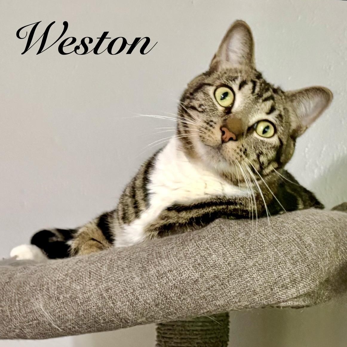 Weston, adopted, Adult Male Domestic Short Hair.