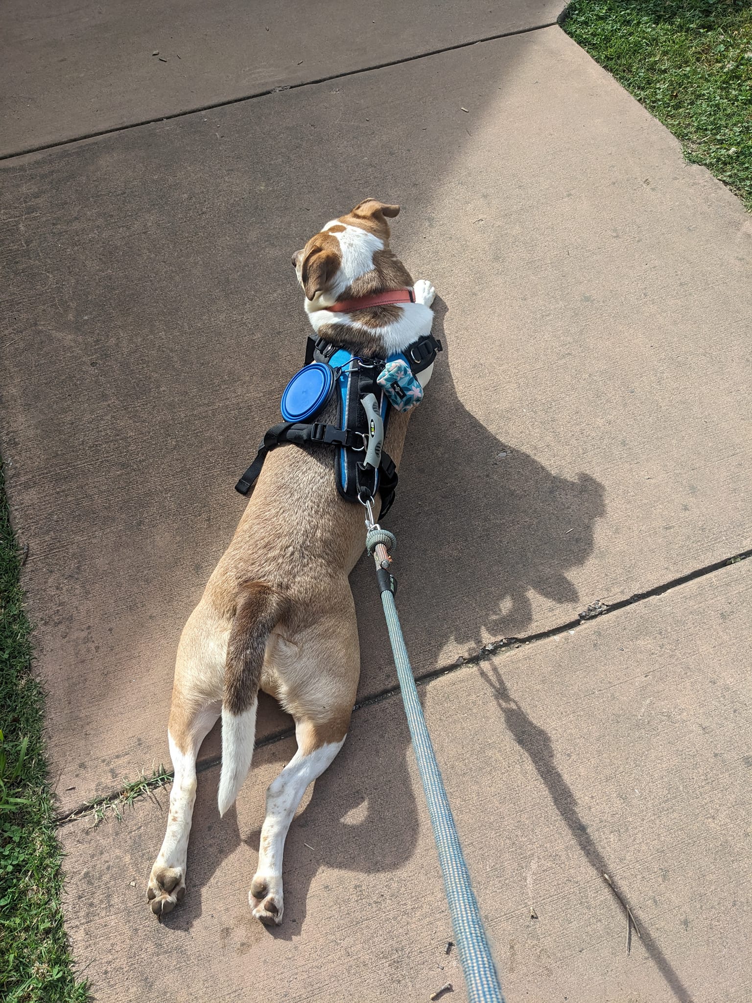 Zima ($100.00 adoption fee), a Adopted mixed breed in Hilham, TN image 4/5