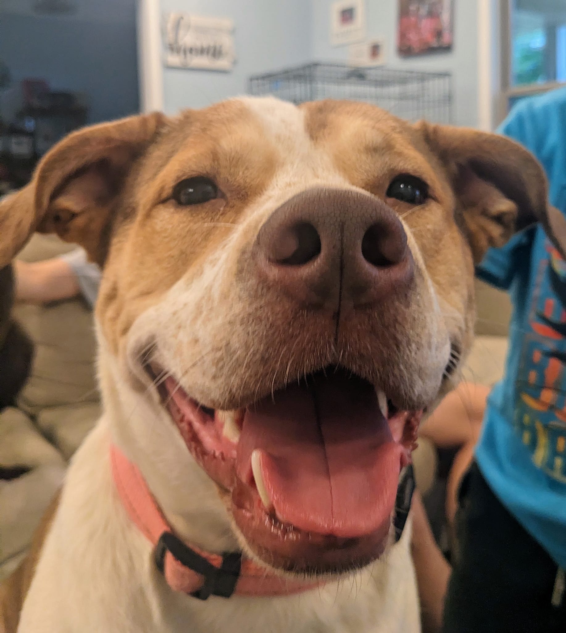 Zima ($100.00 adoption fee), a Adopted mixed breed in Hilham, TN image 2/5