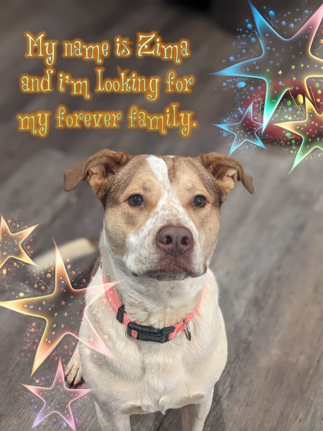 Zima ($100.00 adoption fee), a Adopted mixed breed in Hilham, TN image 1/5