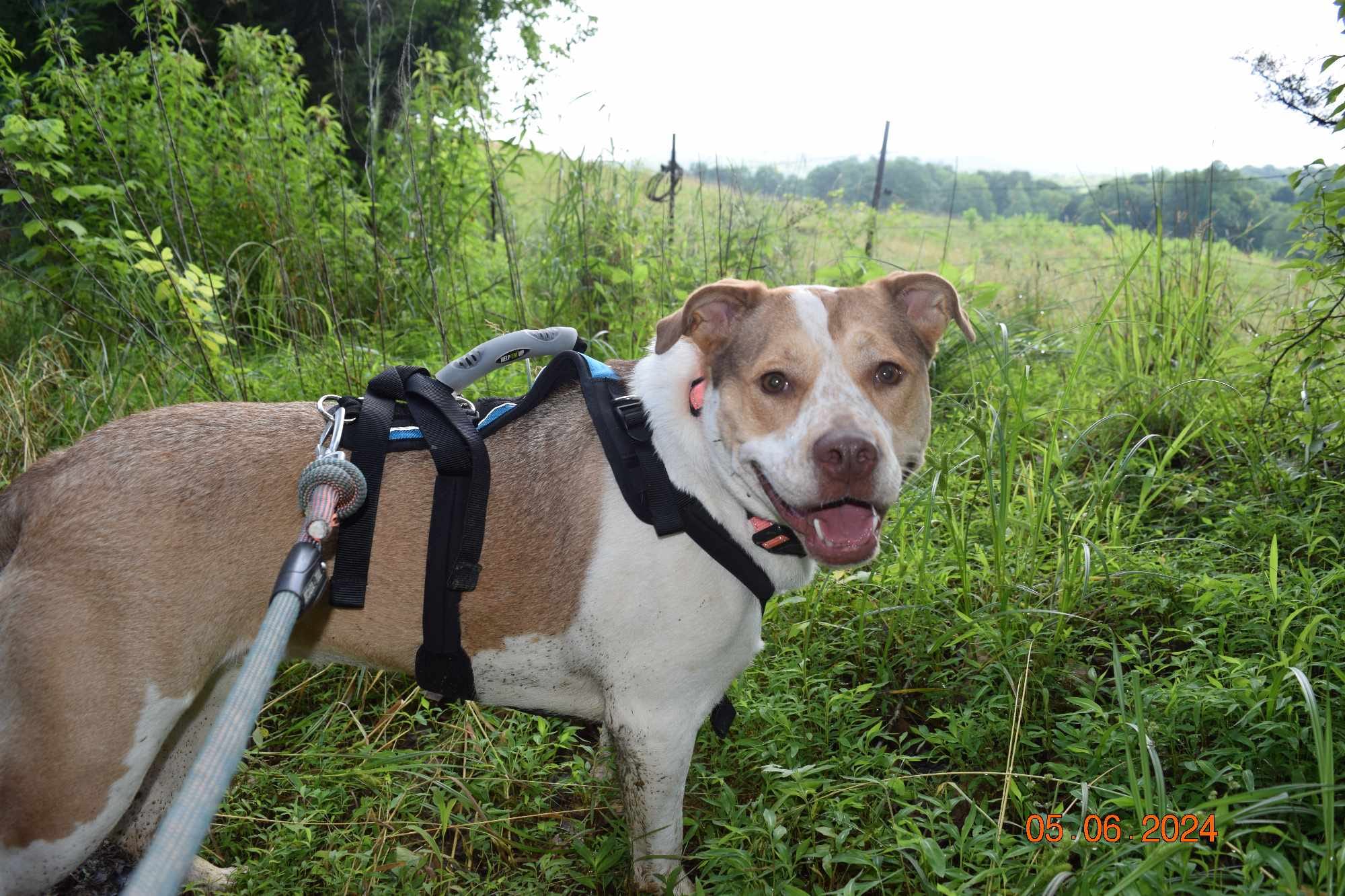 Zima ($100.00 adoption fee), a Adopted mixed breed in Hilham, TN image 3/5