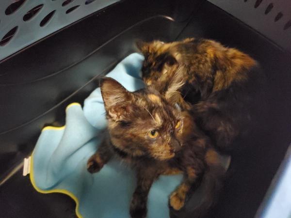 Viola, Adoptable, Kitten Female Domestic Short Hair.