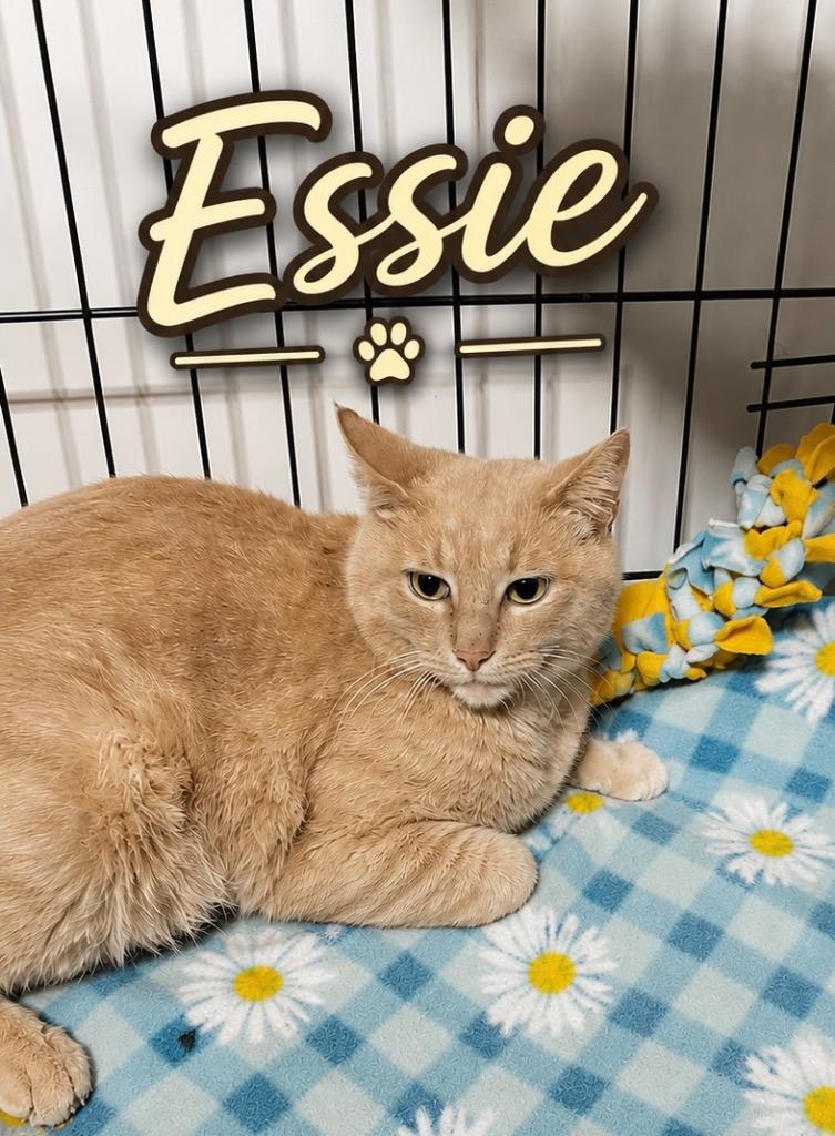 Essie, Adoptable, Young Female Domestic Short Hair.