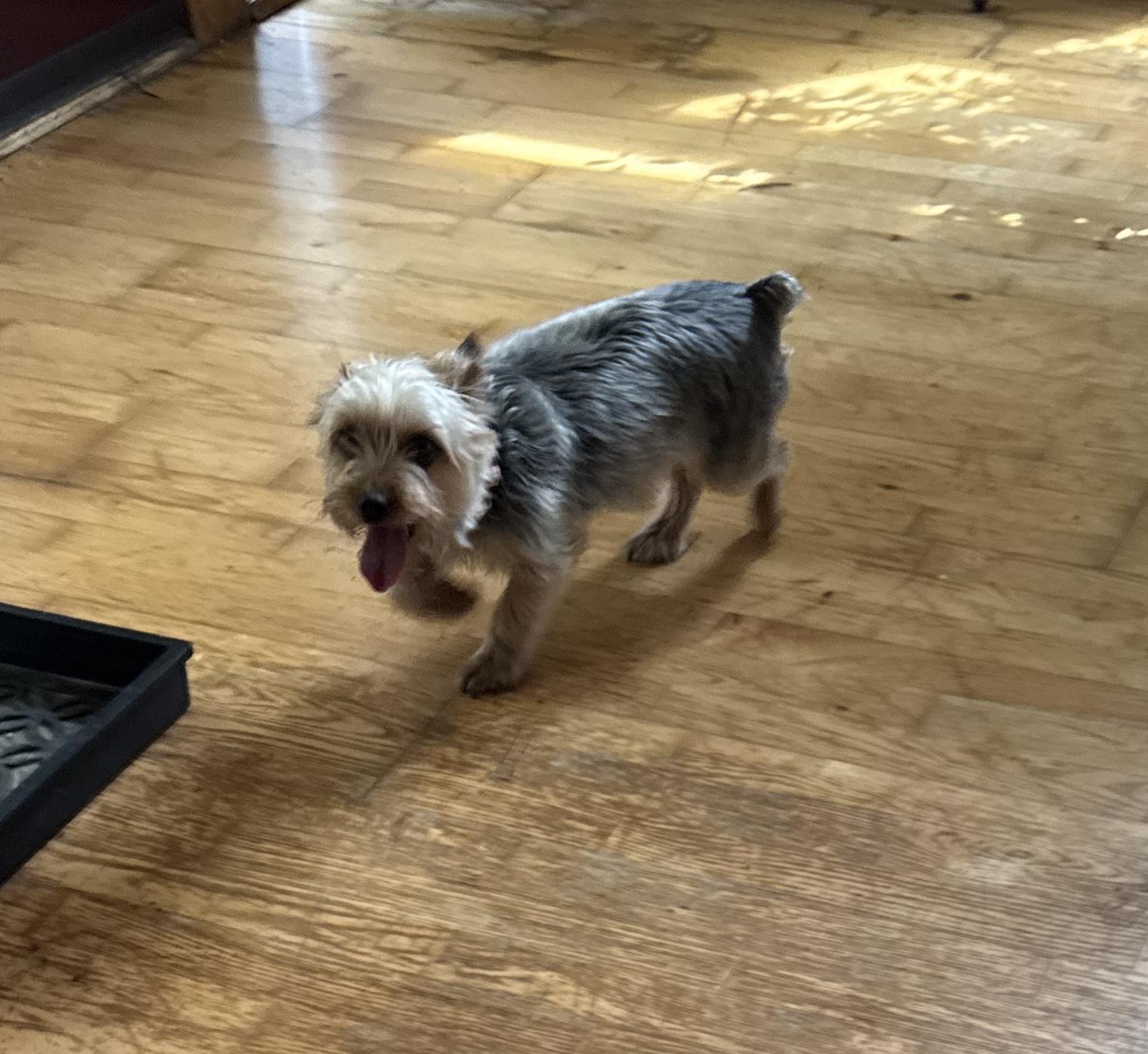 Grace, an adopted Yorkshire Terrier in Glenwood City, WI image 3/3