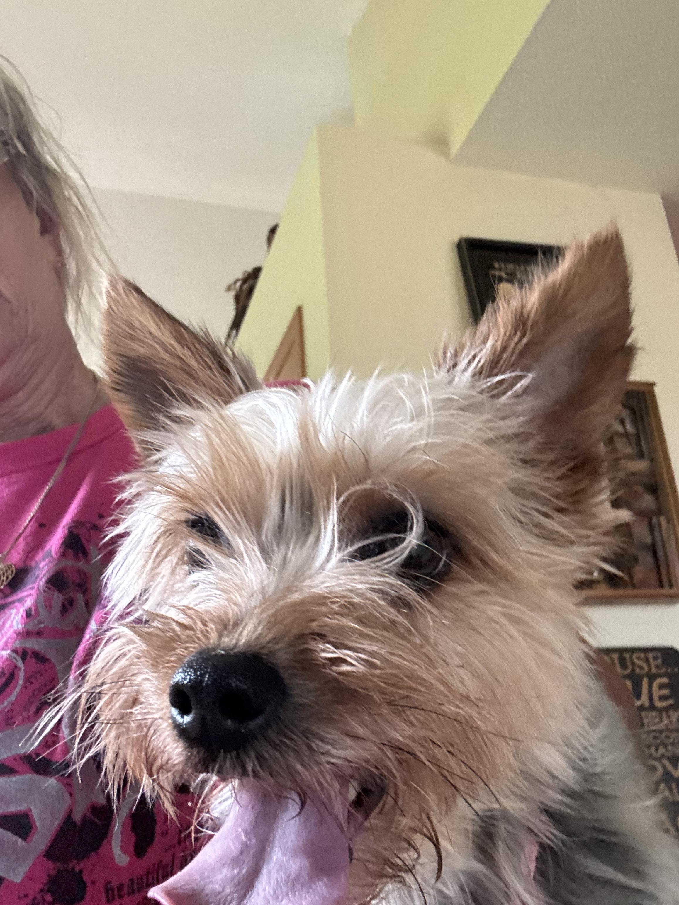 Grace, an adopted Yorkshire Terrier in Glenwood City, WI image 2/3
