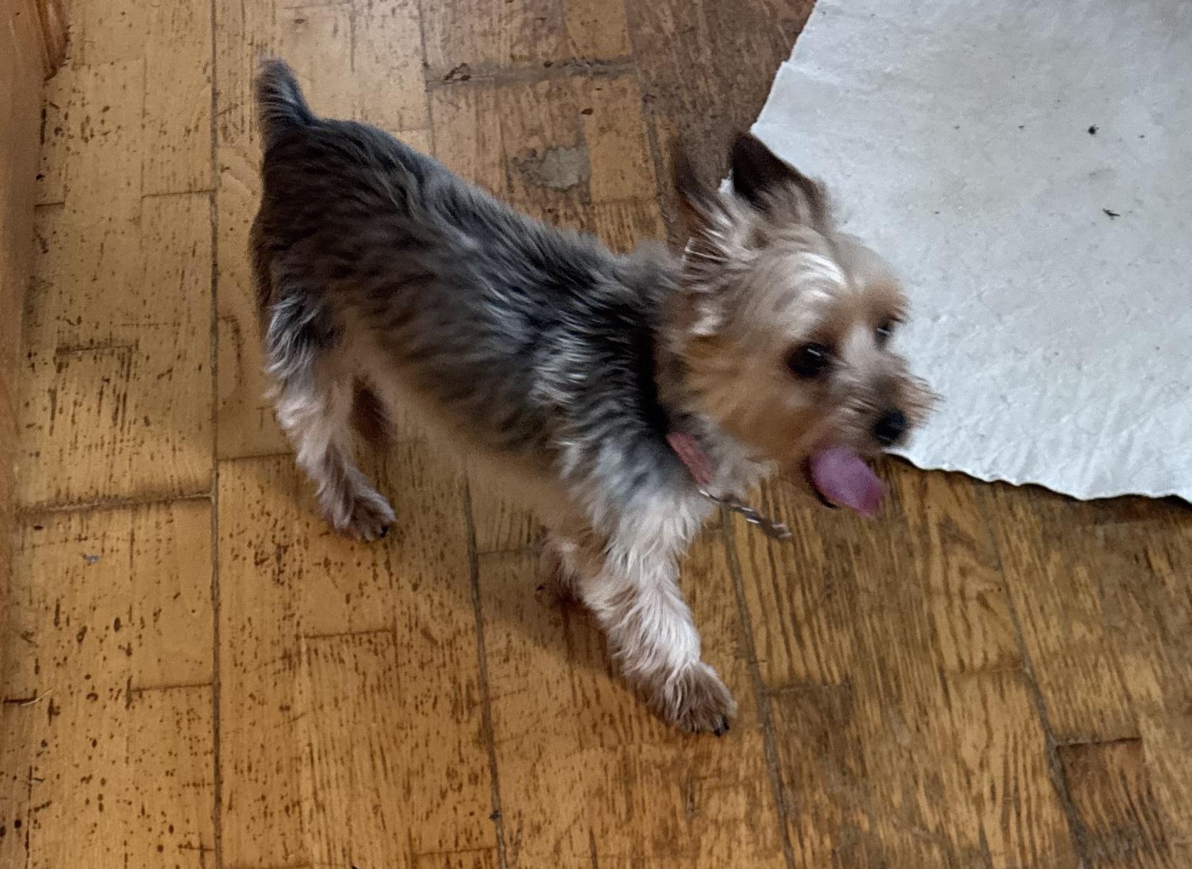 Grace, adopted, Adult Female Yorkshire Terrier.