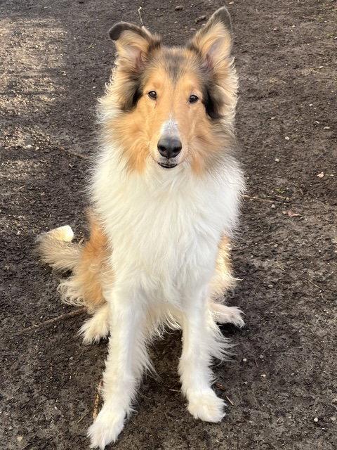Enlarge Scout, a Adoptable Collie in Seattle, WA image 1/1