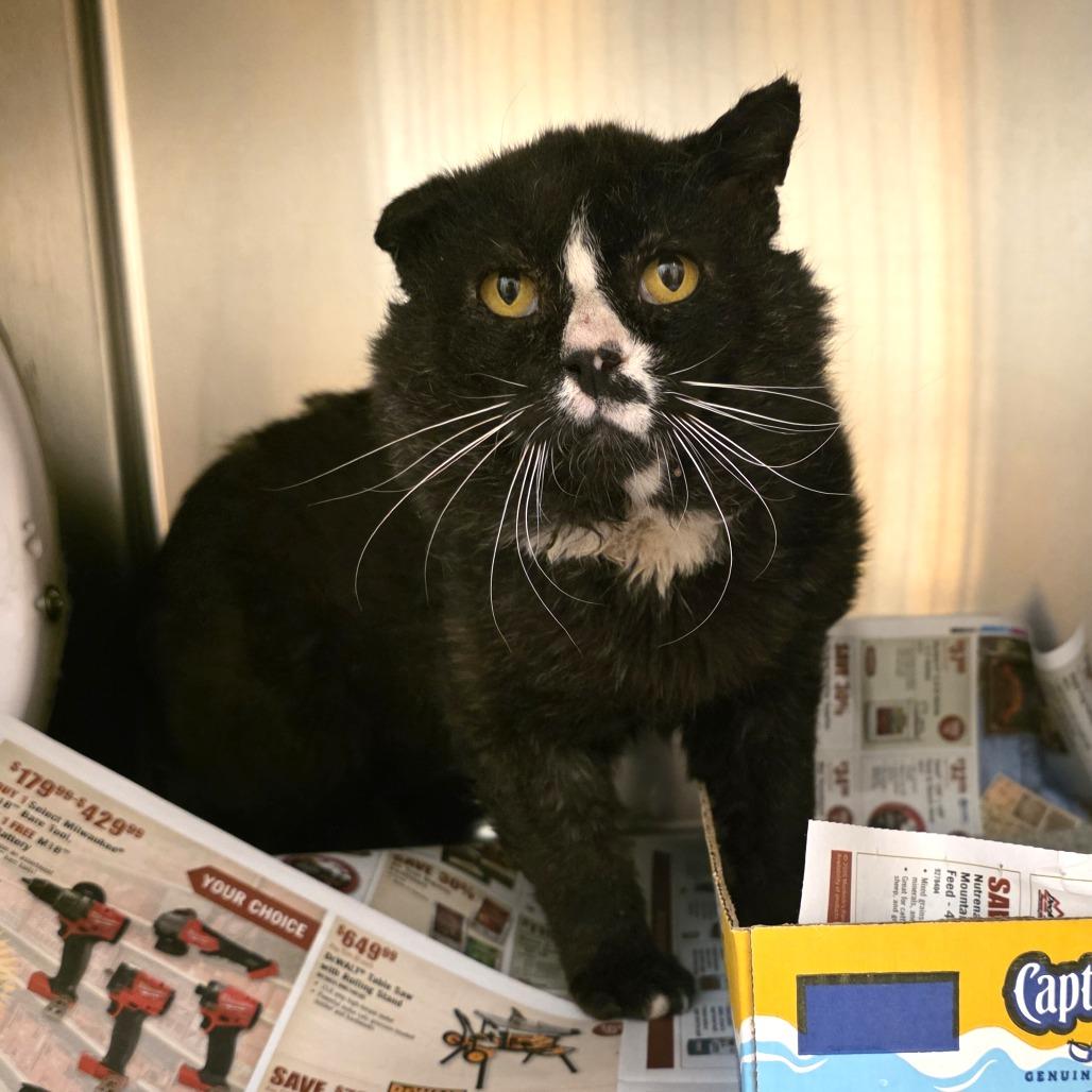 Enlarge Shrub, a Adoptable Domestic Short Hair in Cheyenne, WY image 1/1