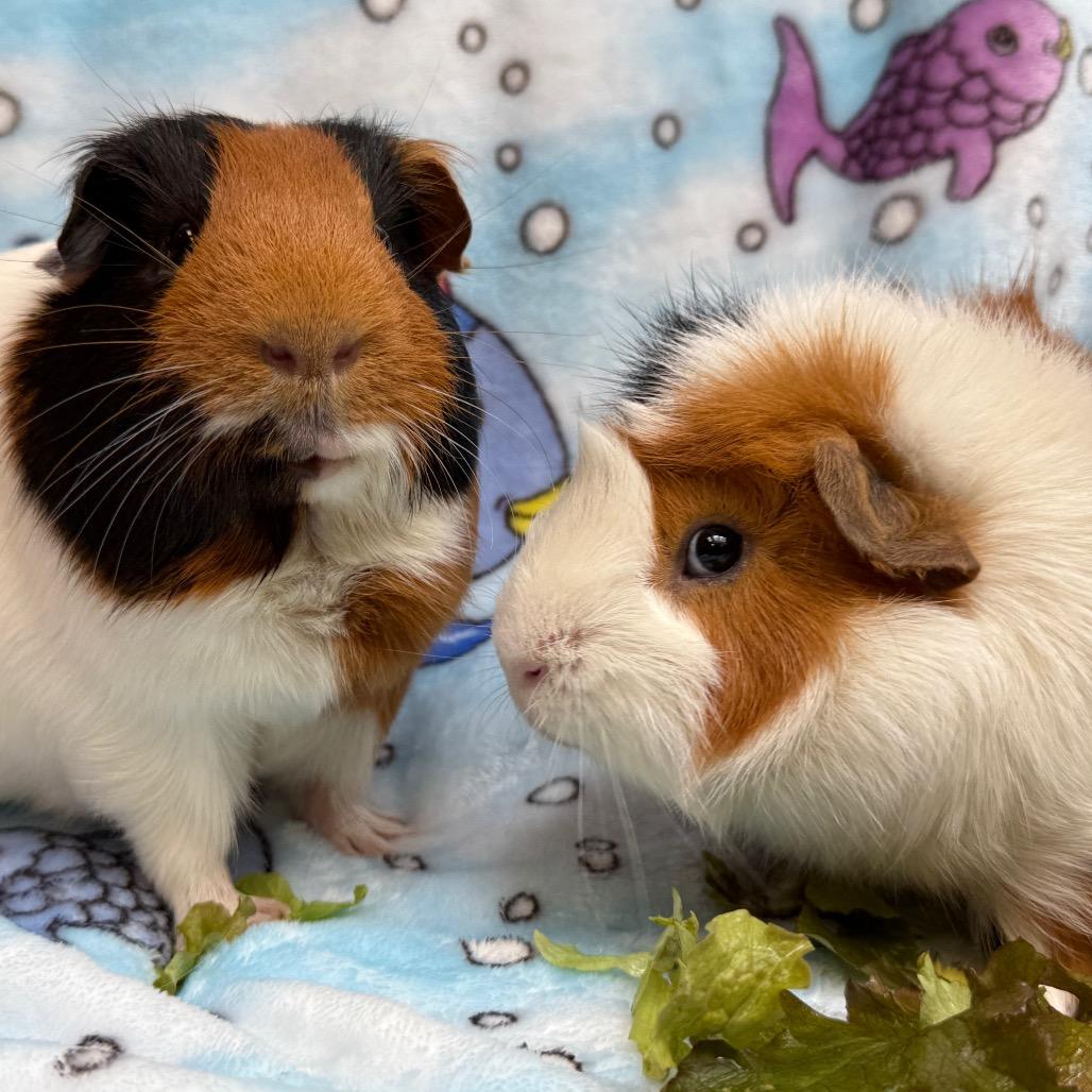 Enlarge Milo, a Adoptable Abyssinian in Perkiomenville, PA image 4/5