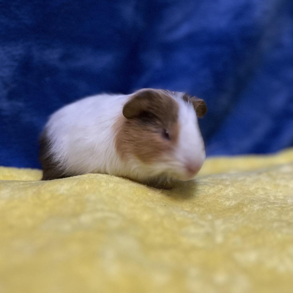 Enlarge Edwin (bonded with Mr. Ewok), a Adoptable Guinea Pig in Decatur, GA image 1/3