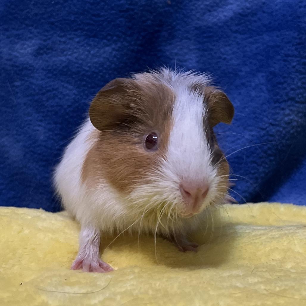 Enlarge Edwin (bonded with Mr. Ewok), a Adoptable Guinea Pig in Decatur, GA image 2/3
