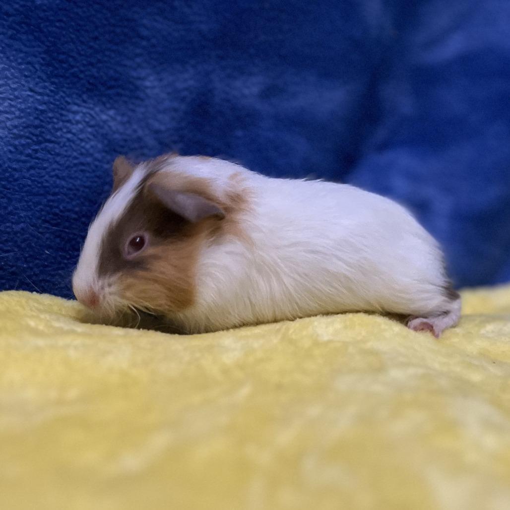 Enlarge Edwin (bonded with Mr. Ewok), a Adoptable Guinea Pig in Decatur, GA image 3/3