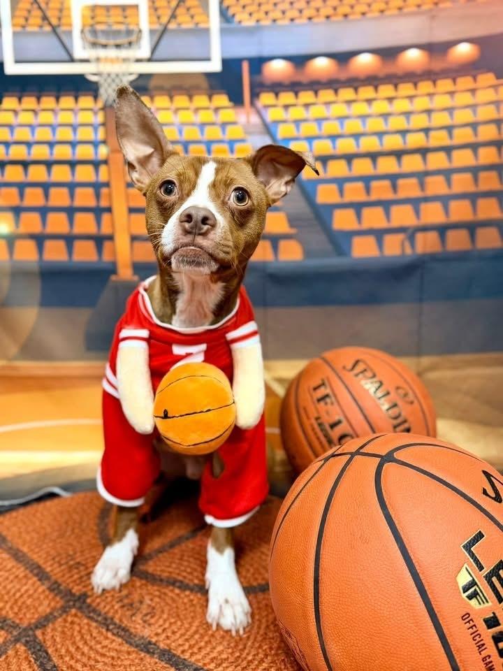 Enlarge Surrey, a Adoptable mixed breed in Irwin, PA image 1/6