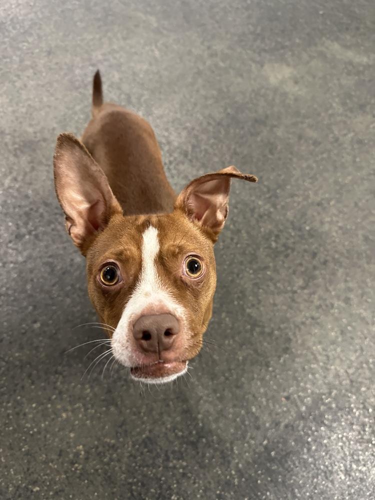 Enlarge Surrey, a Adoptable mixed breed in Irwin, PA image 4/6